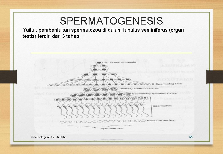 SPERMATOGENESIS Yaitu : pembentukan spermatozoa di dalam tubulus seminiferus (organ testis) terdiri dari 3