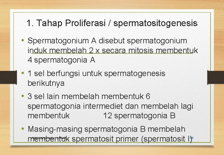 1. Tahap Proliferasi / spermatositogenesis • Spermatogonium A disebut spermatogonium induk membelah 2 x