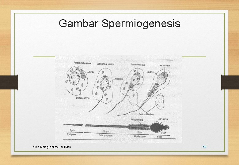 Gambar Spermiogenesis slide biologi sel by : dr Ratih 59 