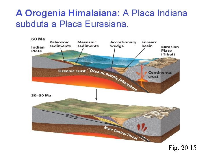 A Orogenia Himalaiana: A Placa Indiana subduta a Placa Eurasiana. Fig. 20. 15 