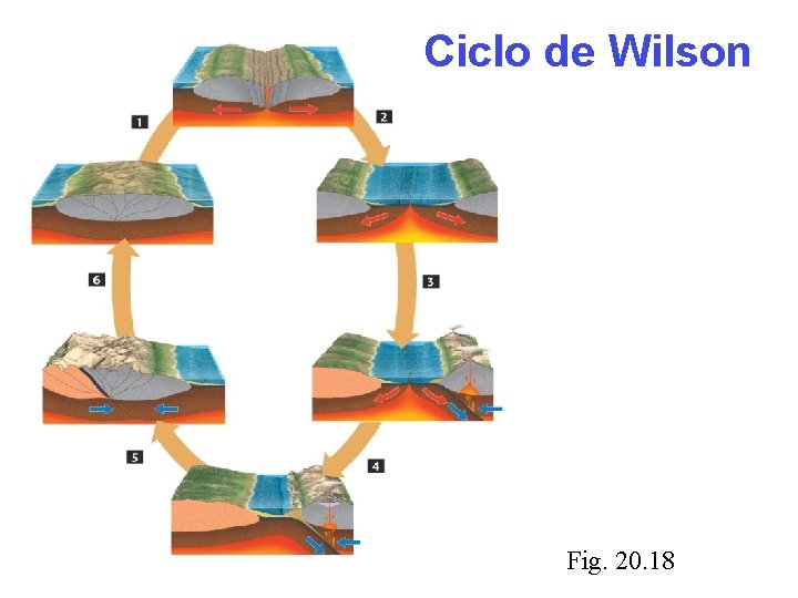 Ciclo de Wilson Fig. 20. 18 