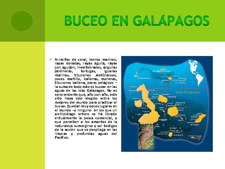  Arrecifes de coral, leones marinos, rayas doradas, rayas águila, rayas con aguijón, invertebrados,