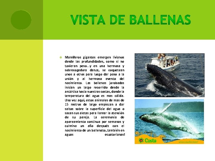  Mamíferos gigantes emergen livianos desde las profundidades, como si no tuvieran peso. .