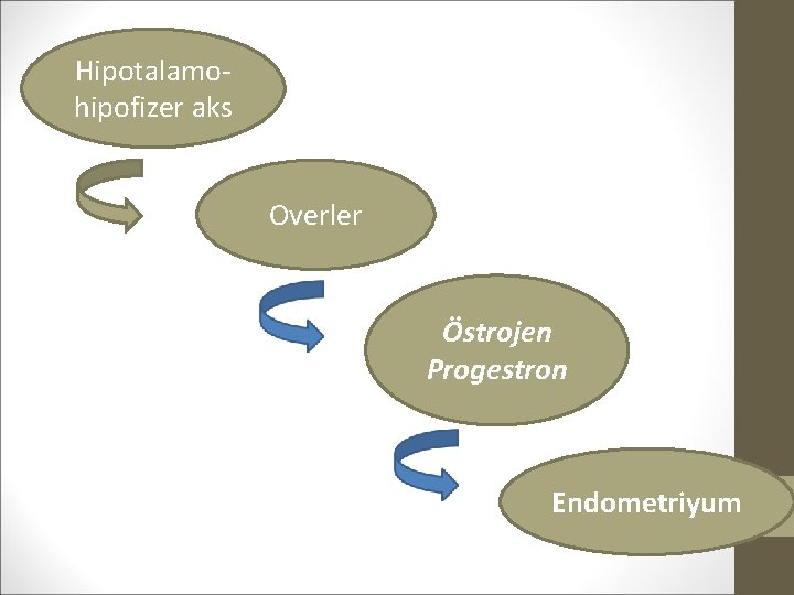 Hipotalamohipofizer aks Overler Östrojen Progestron Endometriyum 