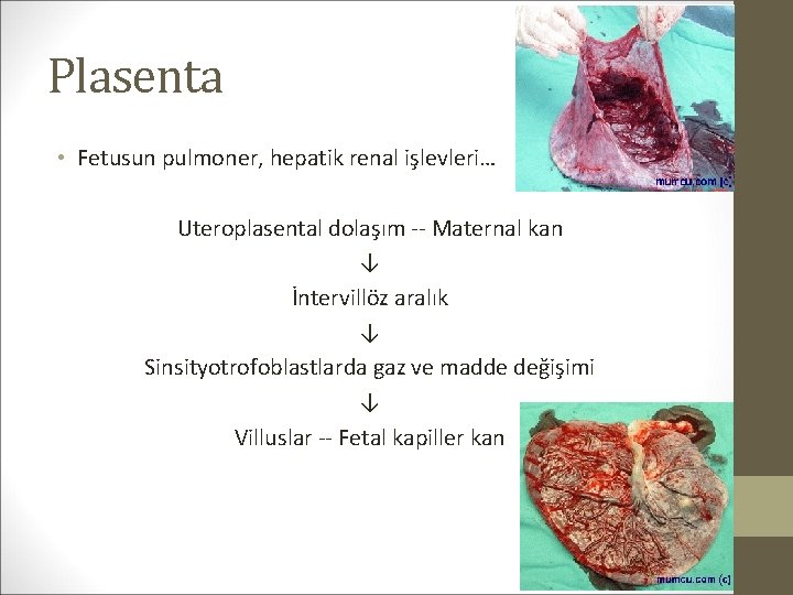 Plasenta • Fetusun pulmoner, hepatik renal işlevleri… Uteroplasental dolaşım -- Maternal kan ↓ İntervillöz