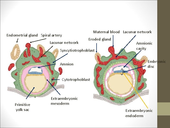 Maternal blood Lacunar network Endometrial gland Spiral artery Lacunar network Eroded gland Syncytiotrophoblast Amnionic