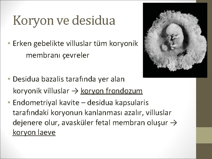 Koryon ve desidua • Erken gebelikte villuslar tüm koryonik membranı çevreler • Desidua bazalis