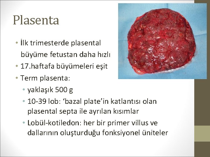 Plasenta • İlk trimesterde plasental büyüme fetustan daha hızlı • 17. haftafa büyümeleri eşit