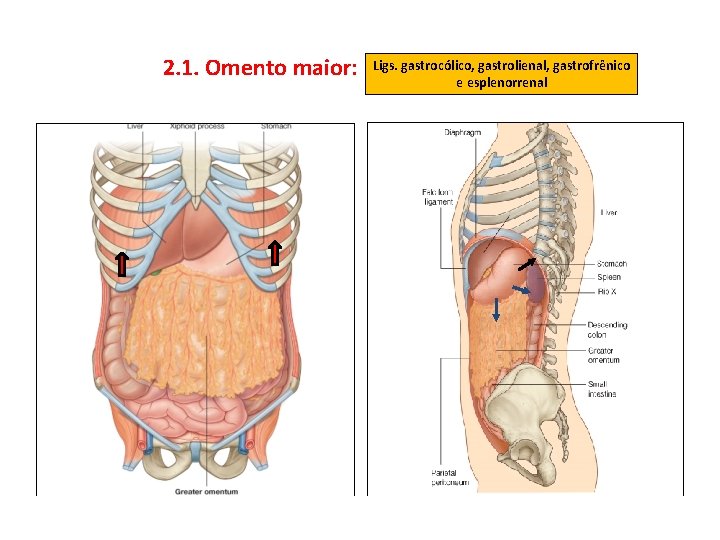 2. 1. Omento maior: Ligs. gastrocólico, gastrolienal, gastrofrênico e esplenorrenal 