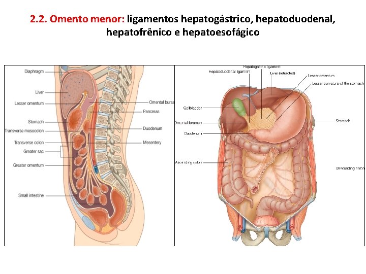 2. 2. Omento menor: ligamentos hepatogástrico, hepatoduodenal, hepatofrênico e hepatoesofágico 