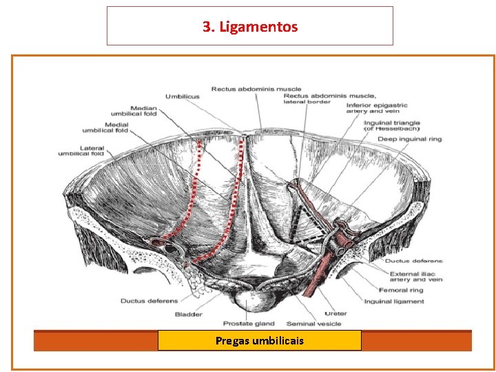 3. Ligamentos Ligs. falciforme, coronários D e E, triangulares D e E e redondo