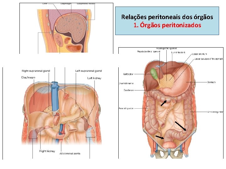 Relações peritoneais dos órgãos 1. Órgãos peritonizados 