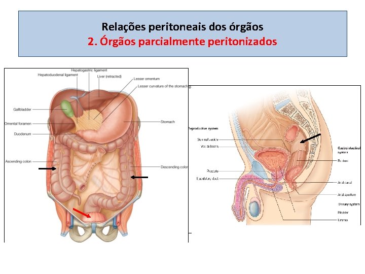 Relações peritoneais dos órgãos 2. Órgãos parcialmente peritonizados 