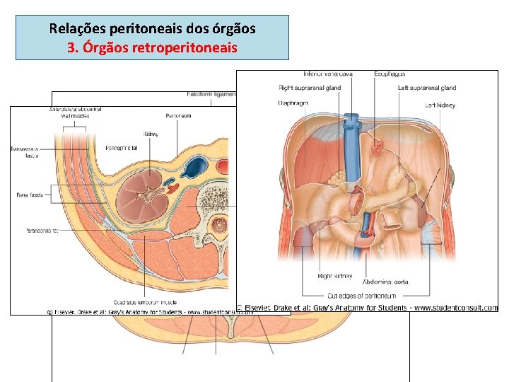 Relações peritoneais dos órgãos 3. Órgãos retroperitoneais 