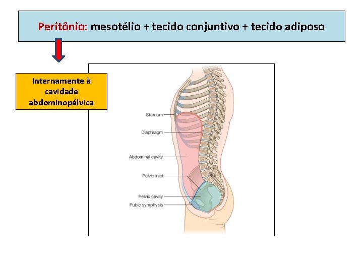 Peritônio: mesotélio + tecido conjuntivo + tecido adiposo Internamente à cavidade abdominopélvica 