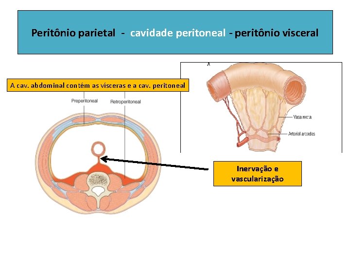 Peritônio parietal - cavidade peritoneal - peritônio visceral A cav. abdominal contém as vísceras