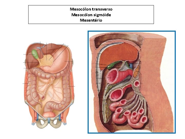 Mesocólon transverso Mesocólon sigmóide Mesentério 