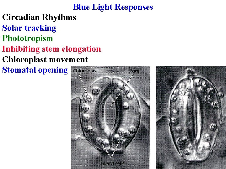 Blue Light Responses Circadian Rhythms Solar tracking Phototropism Inhibiting stem elongation Chloroplast movement Stomatal