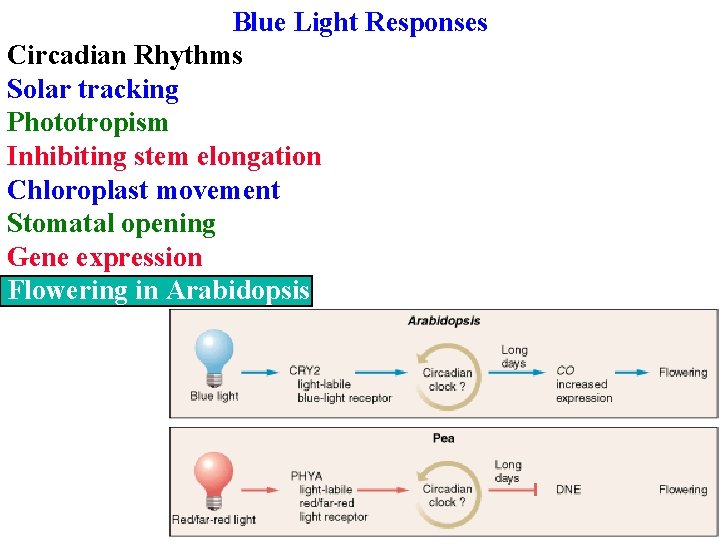 Blue Light Responses Circadian Rhythms Solar tracking Phototropism Inhibiting stem elongation Chloroplast movement Stomatal