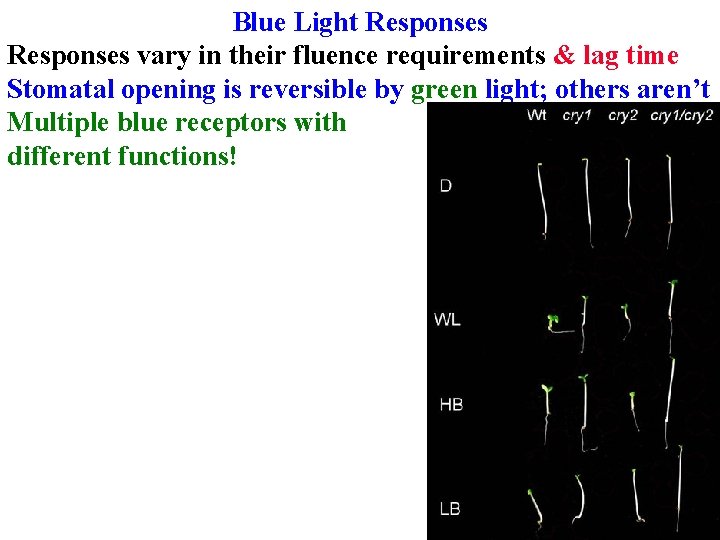 Blue Light Responses vary in their fluence requirements & lag time Stomatal opening is