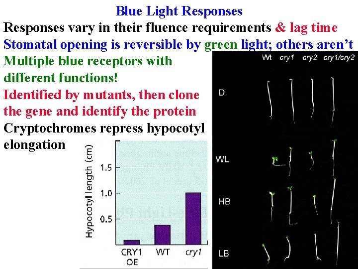 Blue Light Responses vary in their fluence requirements & lag time Stomatal opening is