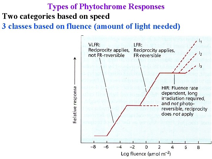 Types of Phytochrome Responses Two categories based on speed 3 classes based on fluence