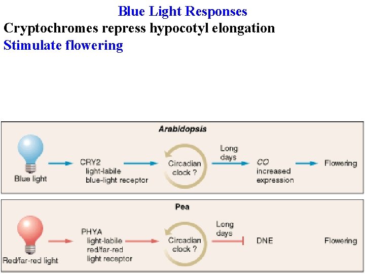 Blue Light Responses Cryptochromes repress hypocotyl elongation Stimulate flowering 