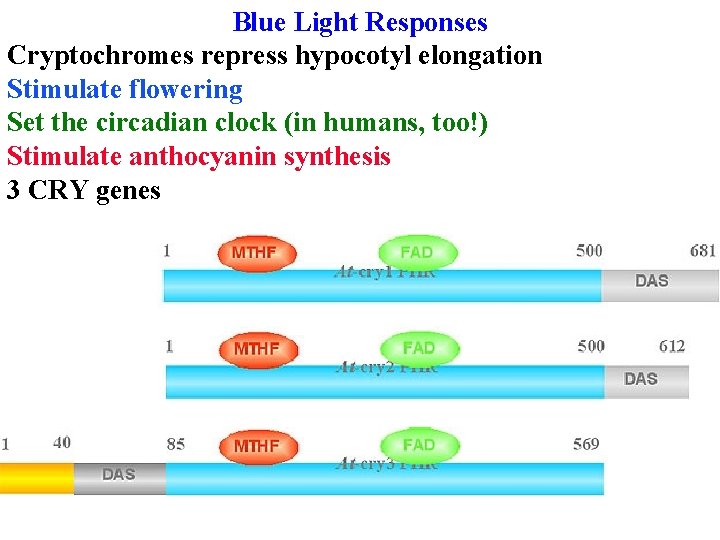 Blue Light Responses Cryptochromes repress hypocotyl elongation Stimulate flowering Set the circadian clock (in