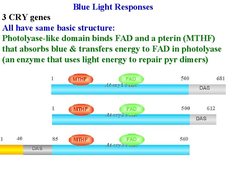 Blue Light Responses 3 CRY genes All have same basic structure: Photolyase-like domain binds
