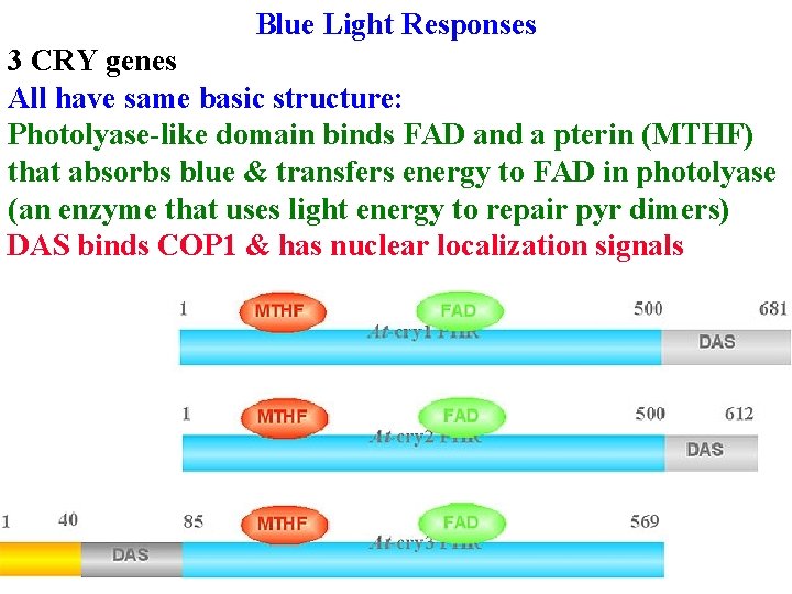 Blue Light Responses 3 CRY genes All have same basic structure: Photolyase-like domain binds