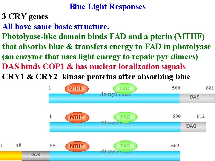 Blue Light Responses 3 CRY genes All have same basic structure: Photolyase-like domain binds