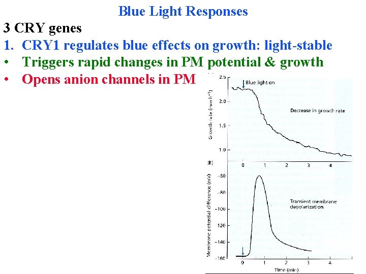 Blue Light Responses 3 CRY genes 1. CRY 1 regulates blue effects on growth: