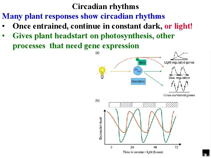 Circadian rhythms Many plant responses show circadian rhythms • Once entrained, continue in constant