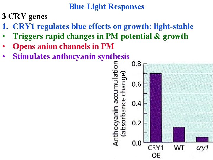 Blue Light Responses 3 CRY genes 1. CRY 1 regulates blue effects on growth: