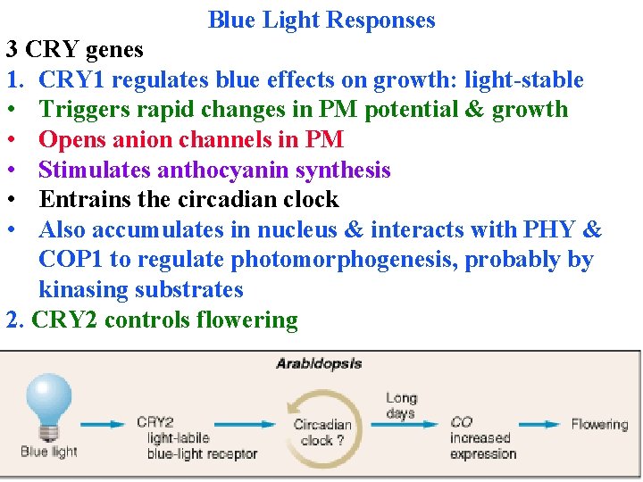 Blue Light Responses 3 CRY genes 1. CRY 1 regulates blue effects on growth: