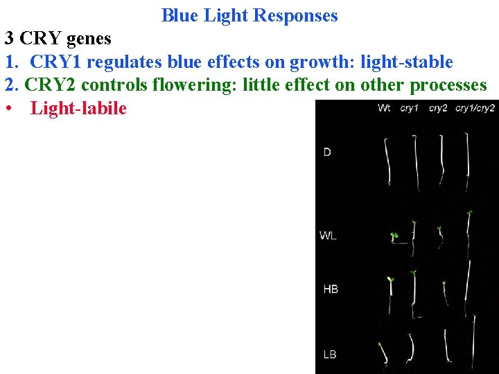 Blue Light Responses 3 CRY genes 1. CRY 1 regulates blue effects on growth: