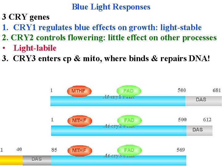 Blue Light Responses 3 CRY genes 1. CRY 1 regulates blue effects on growth: