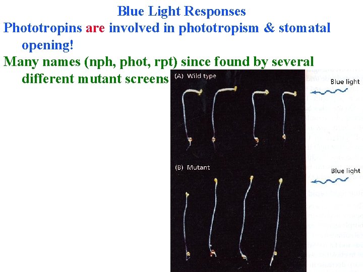 Blue Light Responses Phototropins are involved in phototropism & stomatal opening! Many names (nph,