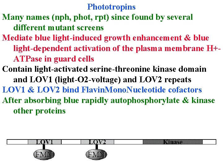 Phototropins Many names (nph, phot, rpt) since found by several different mutant screens Mediate