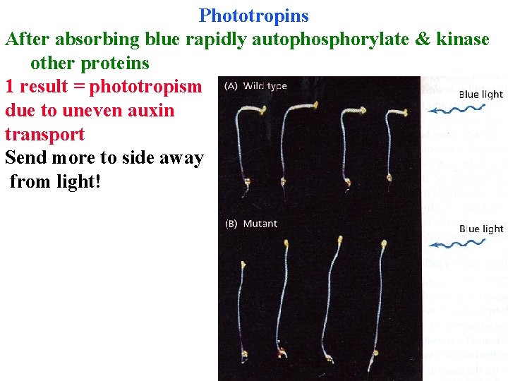 Phototropins After absorbing blue rapidly autophosphorylate & kinase other proteins 1 result = phototropism