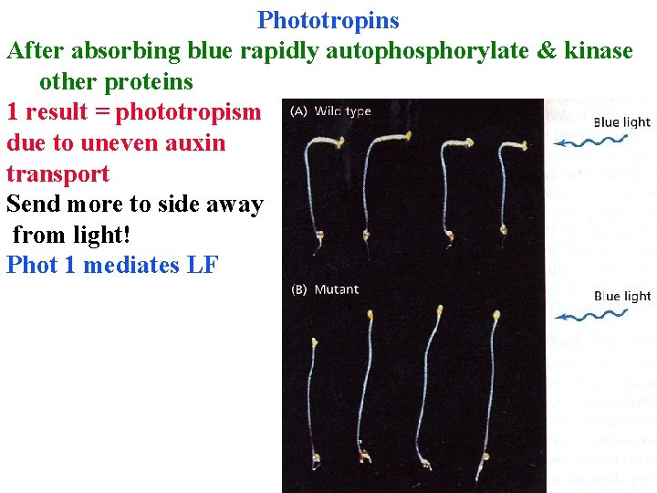 Phototropins After absorbing blue rapidly autophosphorylate & kinase other proteins 1 result = phototropism