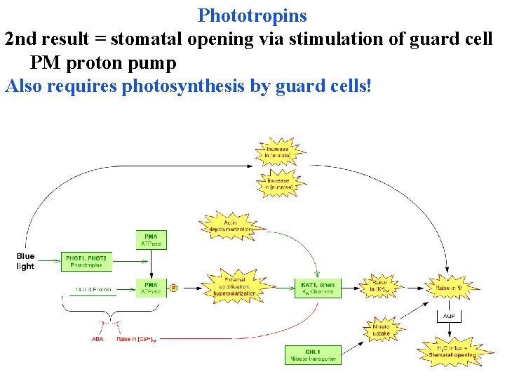 Phototropins 2 nd result = stomatal opening via stimulation of guard cell PM proton