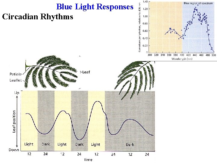 Blue Light Responses Circadian Rhythms 