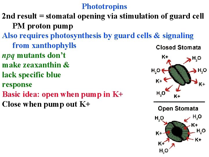 Phototropins 2 nd result = stomatal opening via stimulation of guard cell PM proton