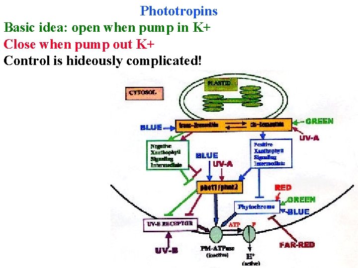 Phototropins Basic idea: open when pump in K+ Close when pump out K+ Control