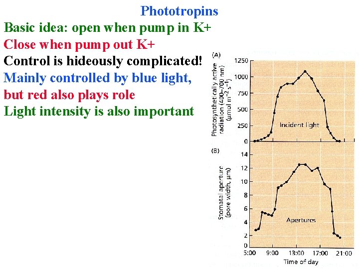 Phototropins Basic idea: open when pump in K+ Close when pump out K+ Control