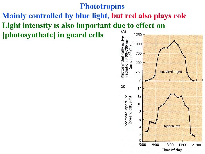 Phototropins Mainly controlled by blue light, but red also plays role Light intensity is