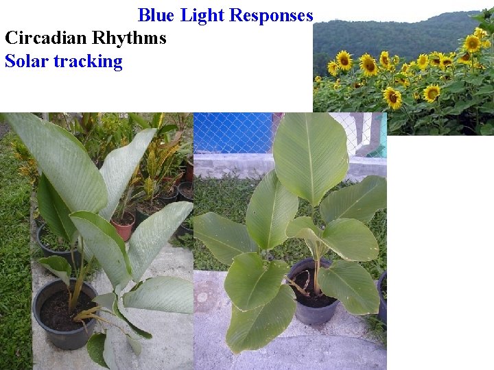 Blue Light Responses Circadian Rhythms Solar tracking 