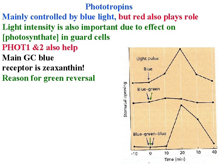 Phototropins Mainly controlled by blue light, but red also plays role Light intensity is