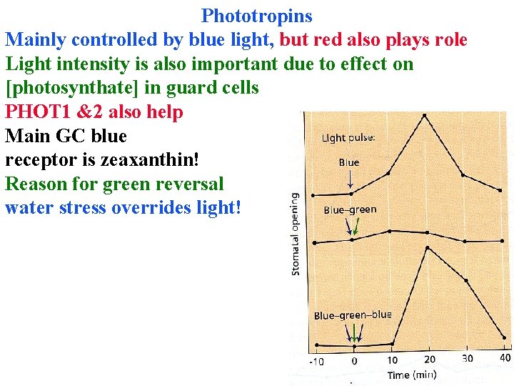 Phototropins Mainly controlled by blue light, but red also plays role Light intensity is